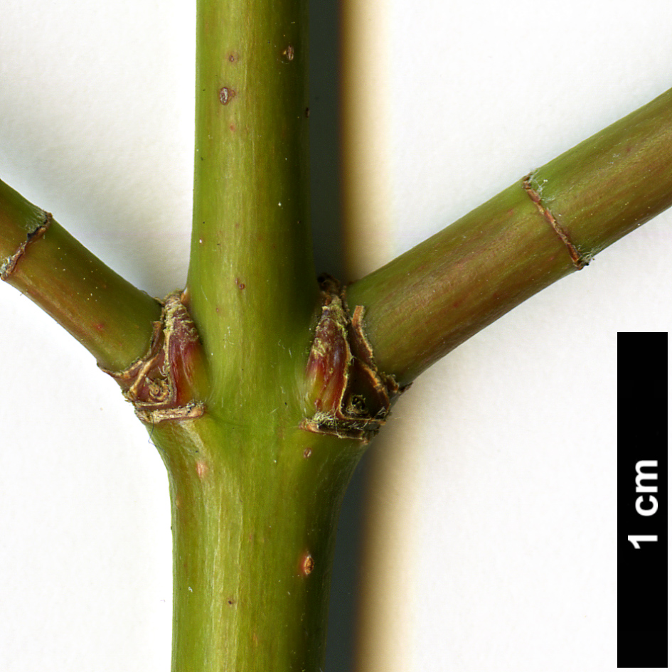 High resolution image: Family: Sapindaceae - Genus: Acer - Taxon: aff. laevigatum